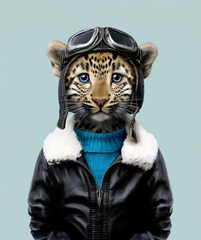 Portrait of Jeong, Amur leopard
