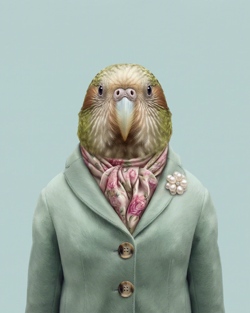 Front-facing portrait of Kiri, a middle-aged kakapo, wearing a sage-green tailored jacket, a pink floral scarf tied at her neck, and a flower-shaped pearl brooch on the left lapel, against a plain teal background.