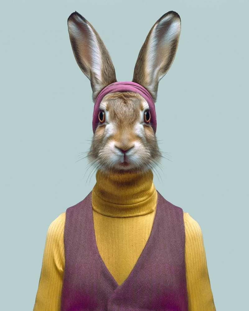 Olwen, Liebre europea — retrato de Animal Kinhood por Yago Partal