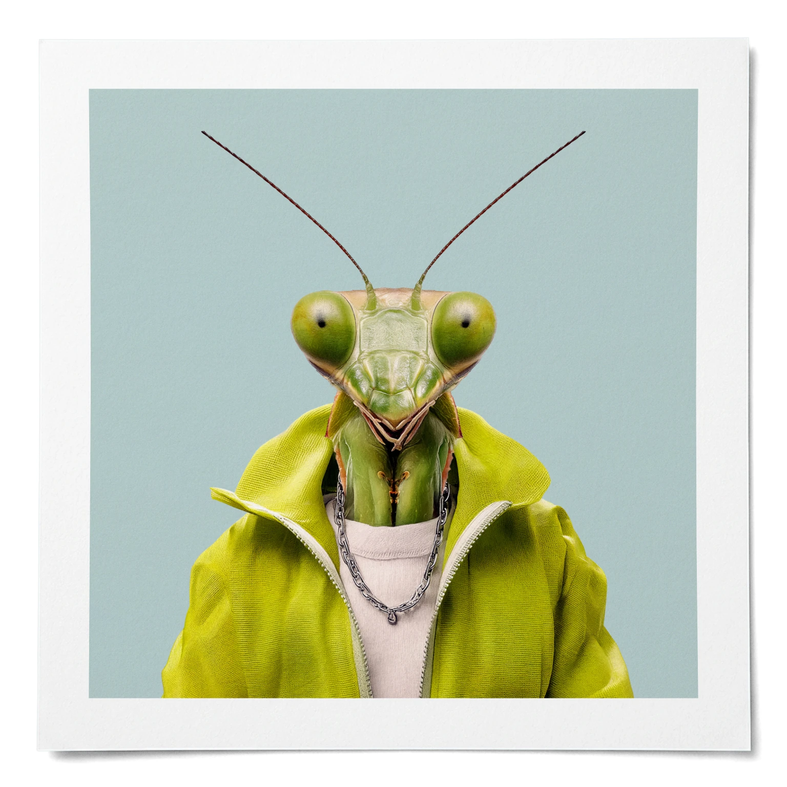 Bruno · Gottesanbeterin · Mattes Poster