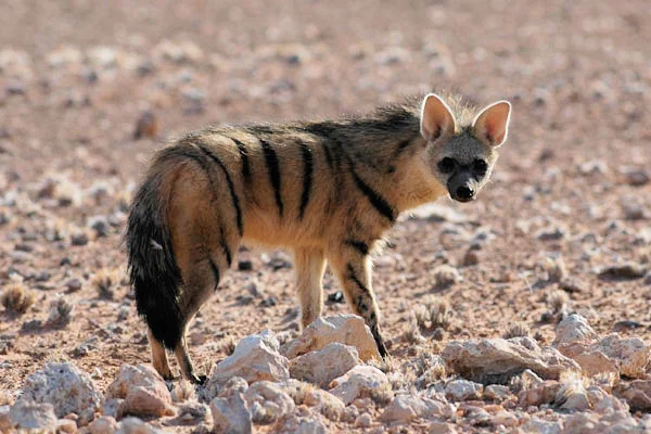 Aardwolf en su hábitat · Proteles cristata