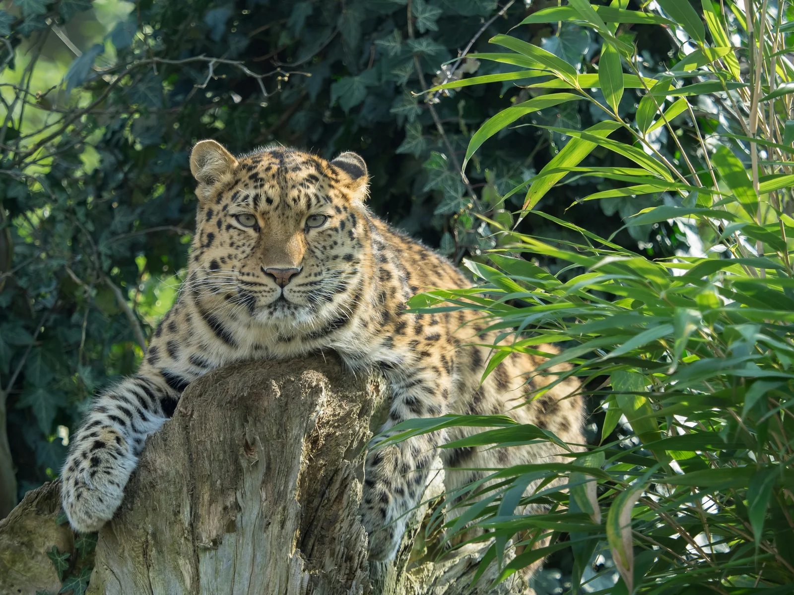 Amur leopard (Panthera pardus orientalis) in the wild