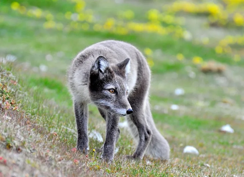 Arctic fox en su hábitat · Vulpes lagopus