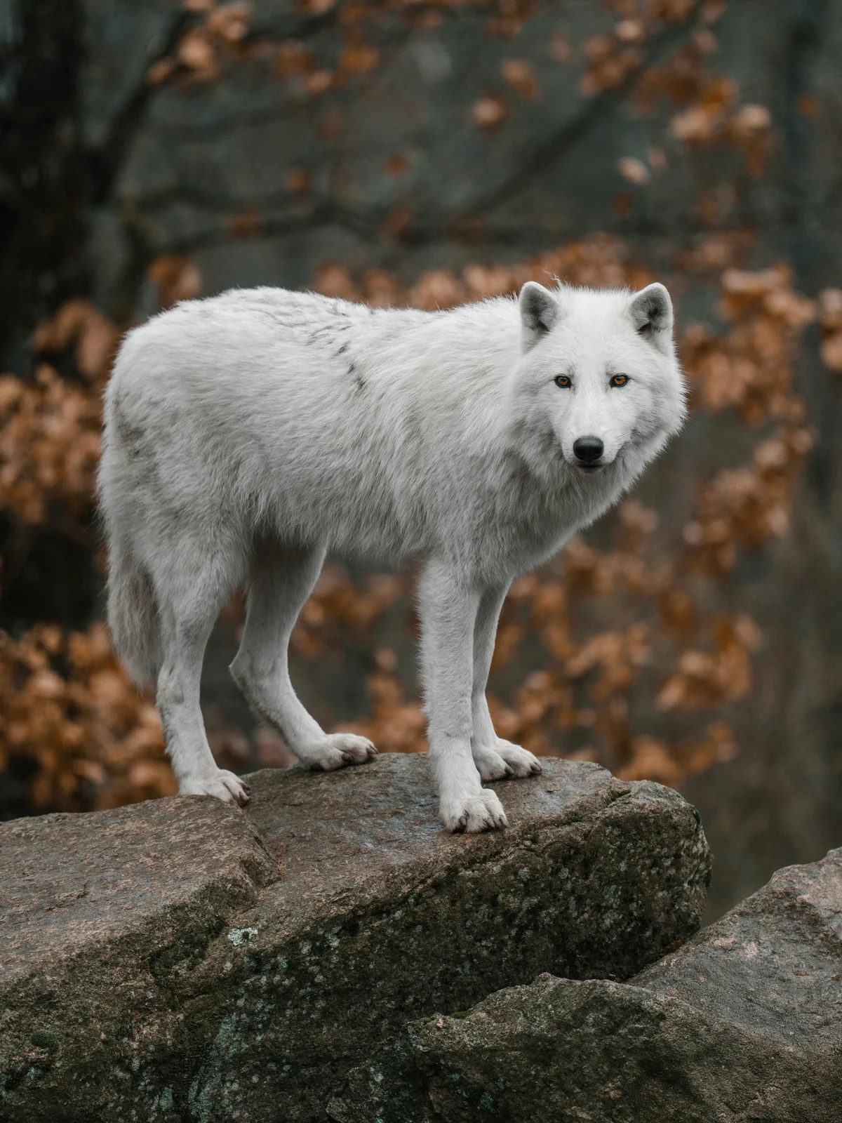 Arctic wolf (Canis lupus arctos) in the wild