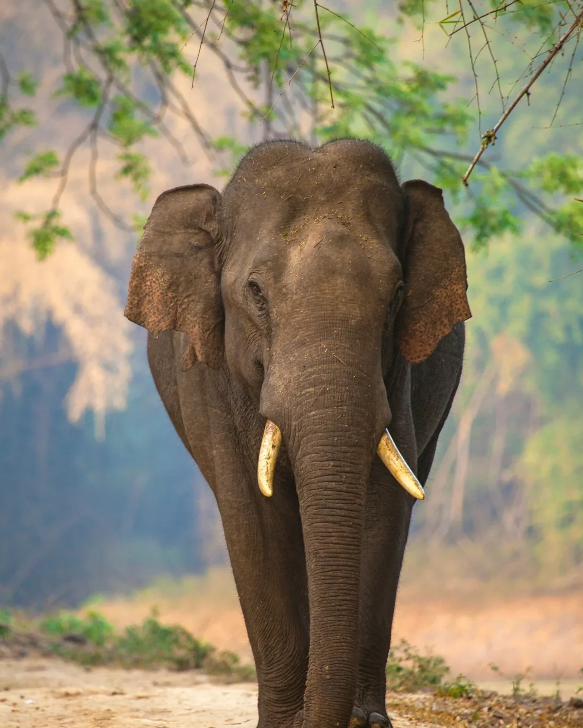 Asian elephant (Elephas maximus) in the wild