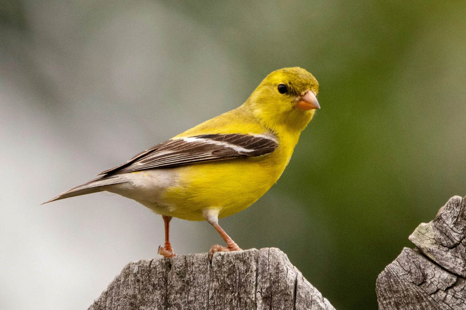 Atlantic canary (Serinus canaria) in the wild