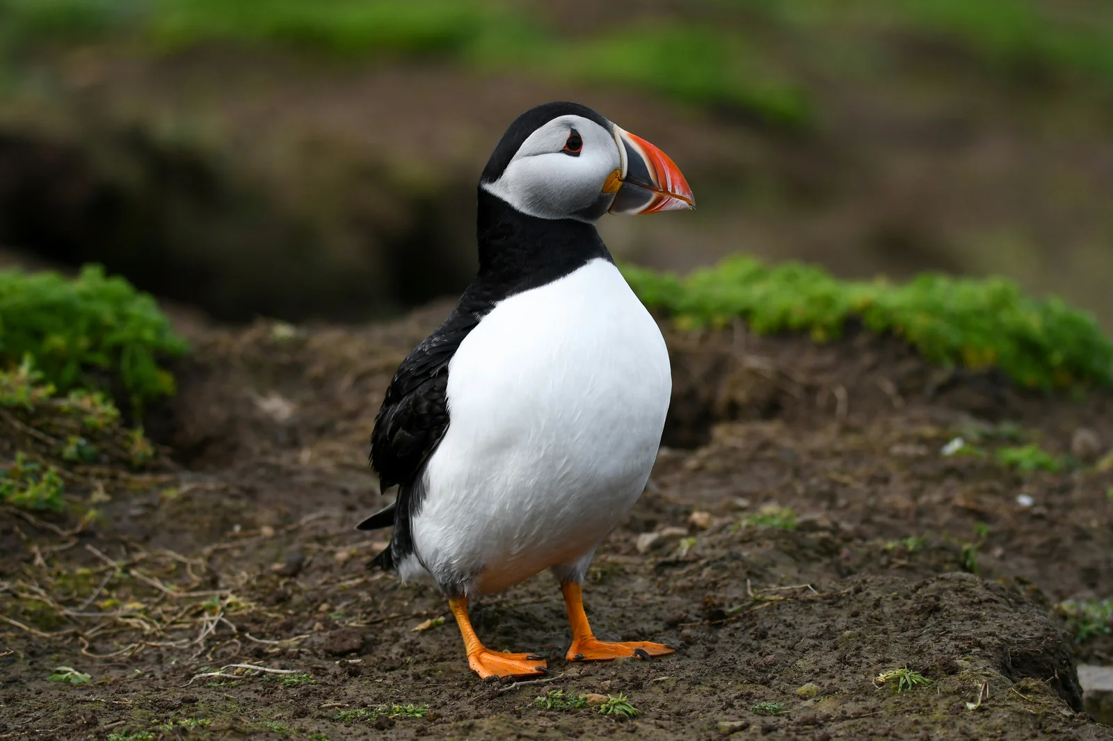 Atlantic puffin (Fratercula arctica) in the wild
