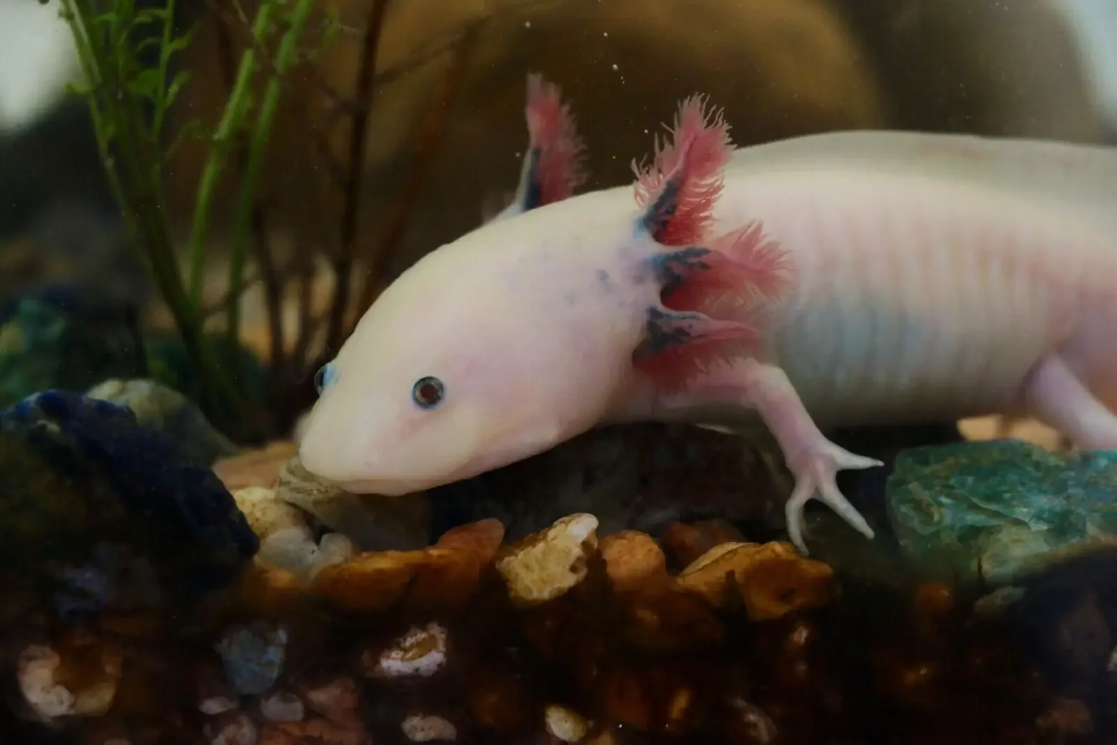 Axolotl (Ambystoma mexicanum) in the wild
