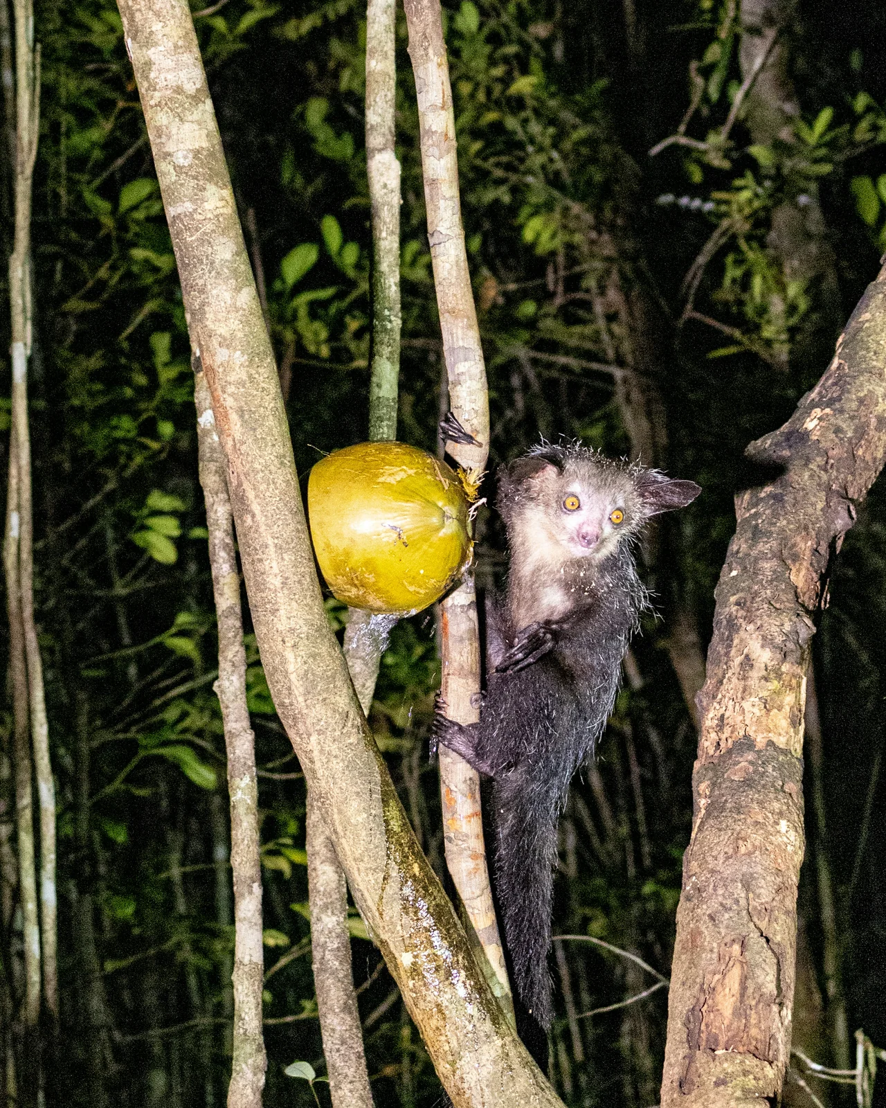 Aye-aye (Daubentonia madagascariensis) en libertad