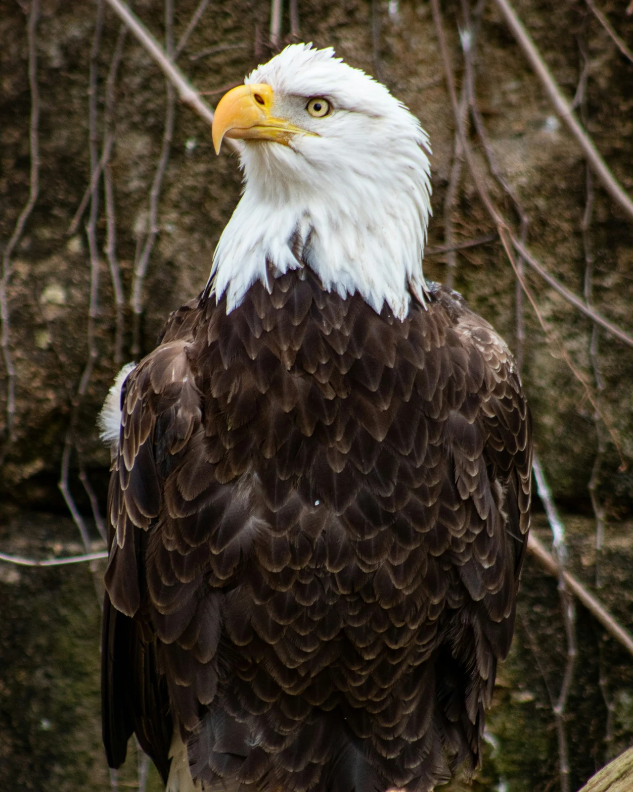 Bald eagle (Haliaeetus leucocephalus) in the wild