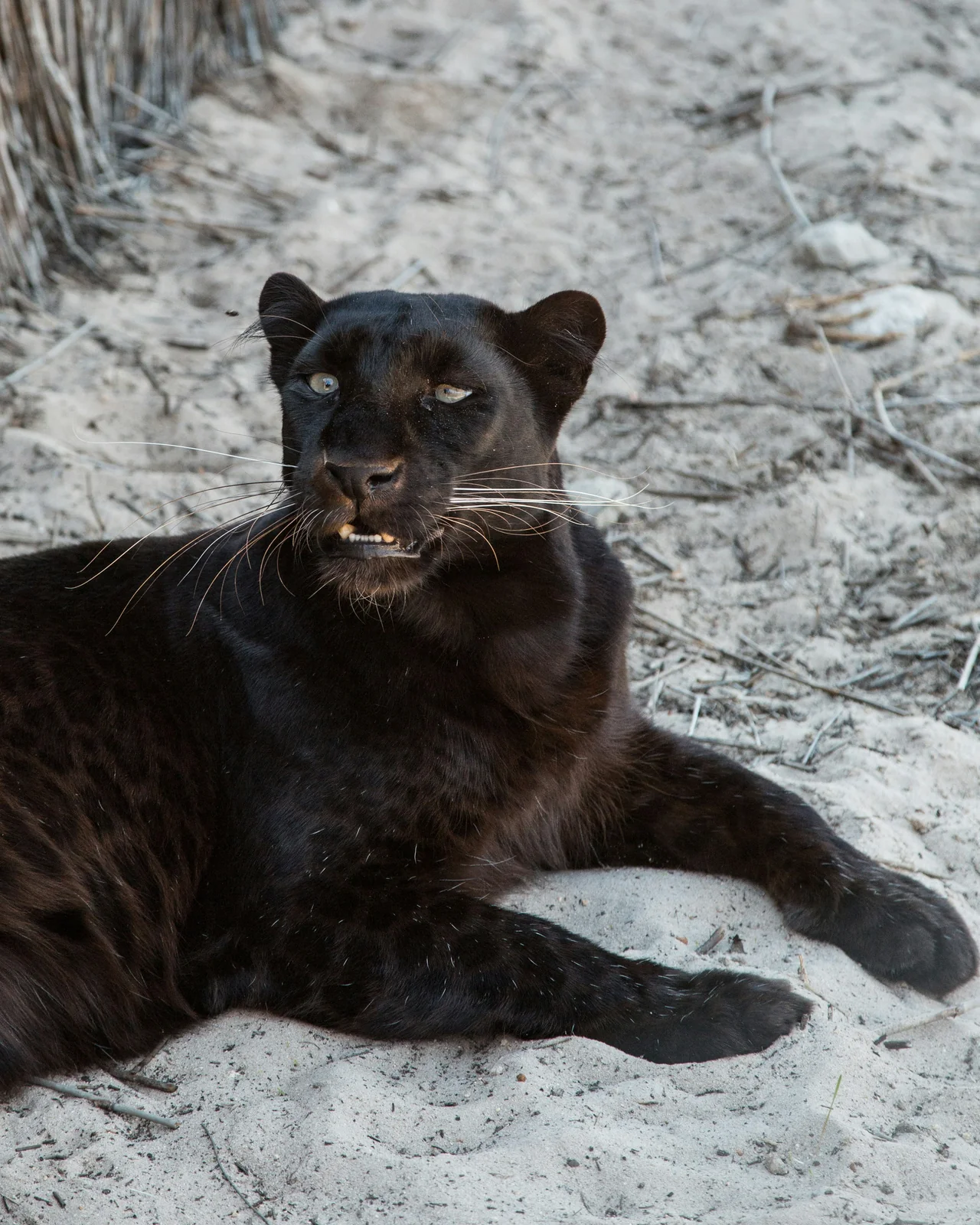 Black panther en su hábitat · Panthera pardus