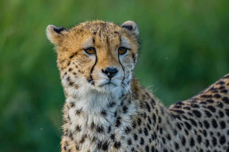 Cheetah (Acinonyx jubatus) in the wild