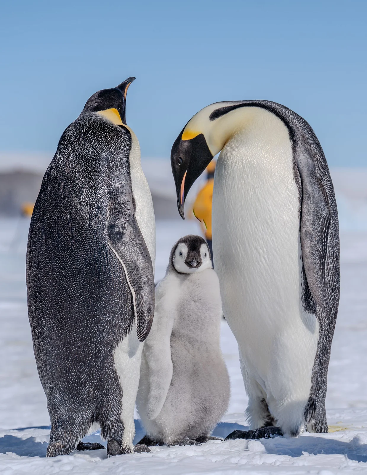 Emperor penguin (Aptenodytes forsteri) in the wild