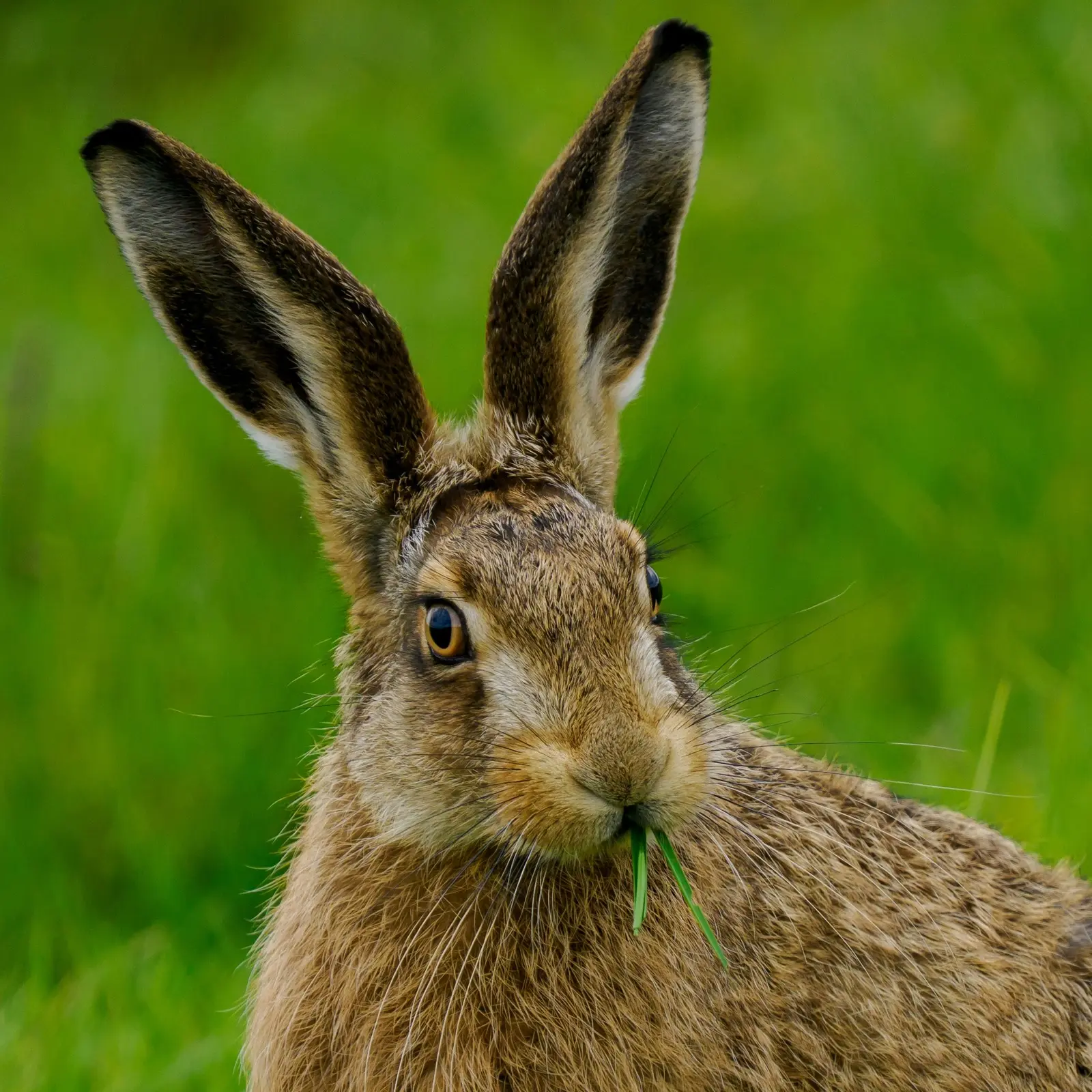 Una liebre europea real (Lepus europaeus) comiendo hierba en un prado verde, con las orejas erguidas y la mirada atenta: fotografía de referencia de la especie.
