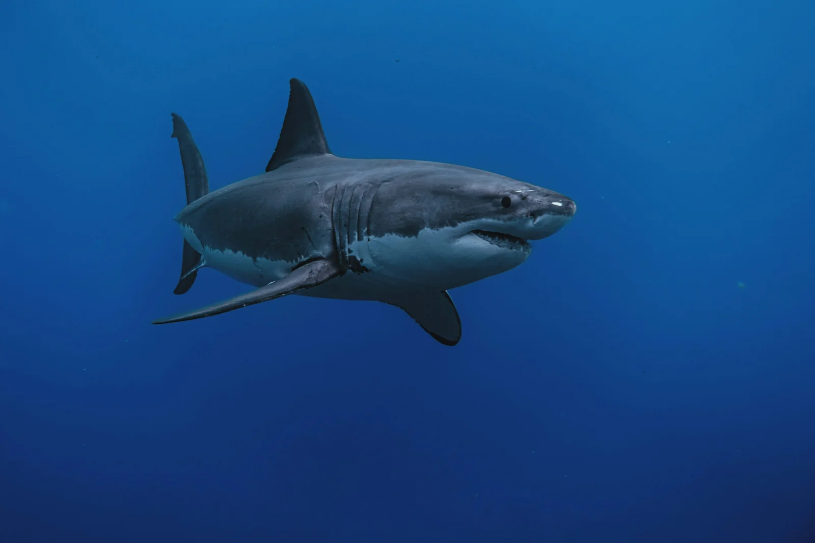 Great white shark en su hábitat · Carcharodon carcharias