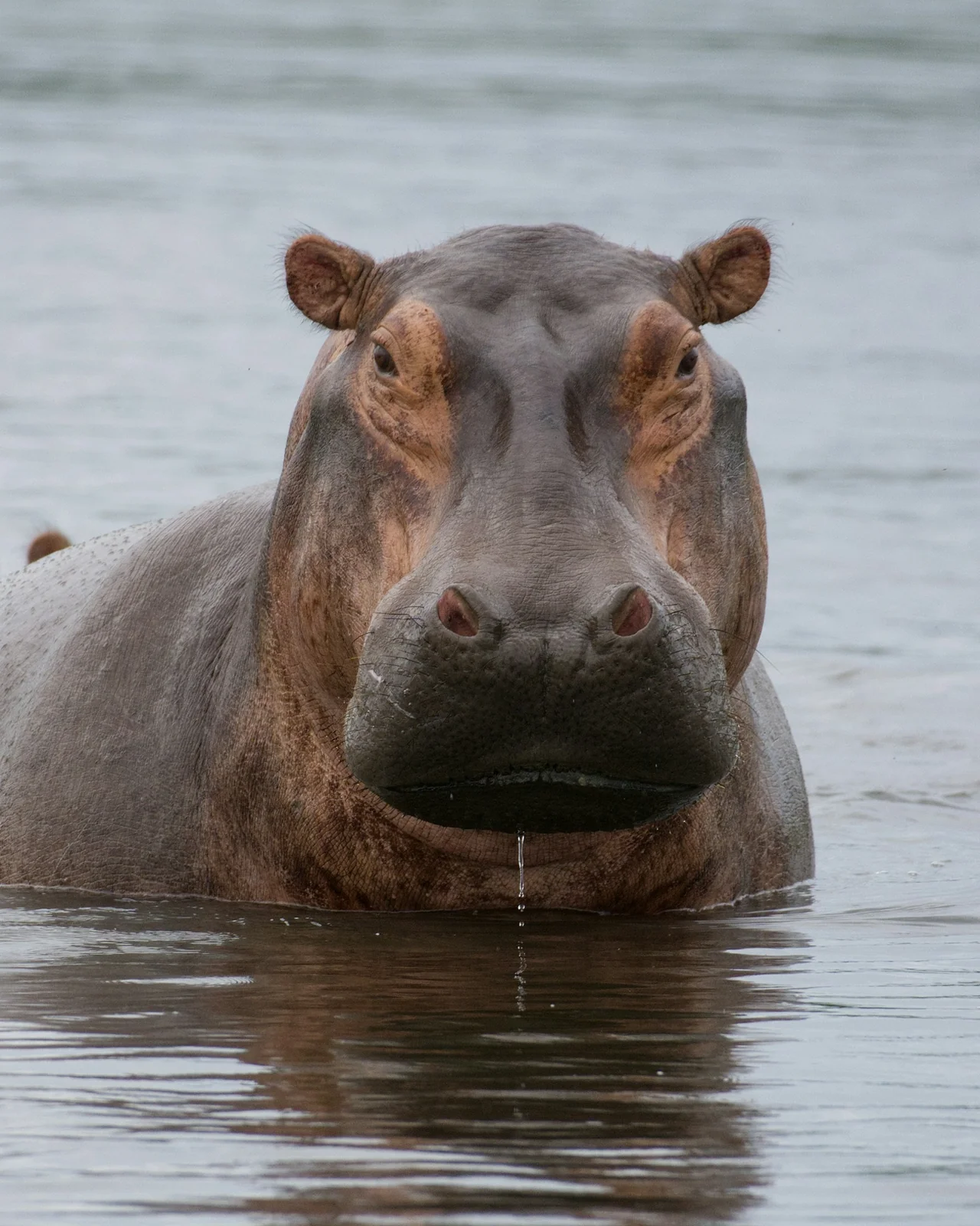 Hipopótamo (Hippopotamus amphibius) en libertad
