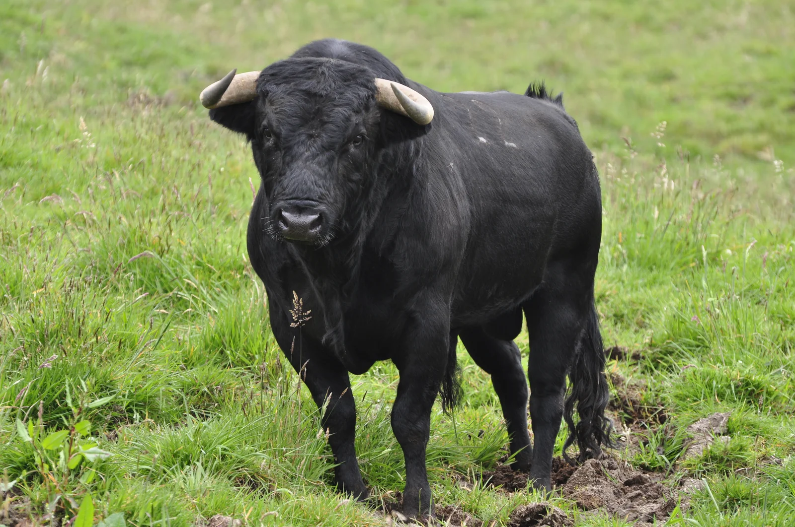 Iberian bull (Bos taurus) in the wild