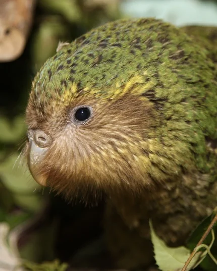 Kakapo (Strigops habroptila) in the wild