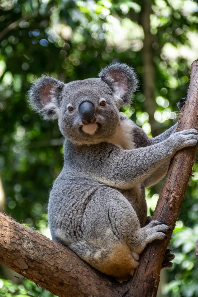 Koala en su hábitat · Phascolarctos cinereus