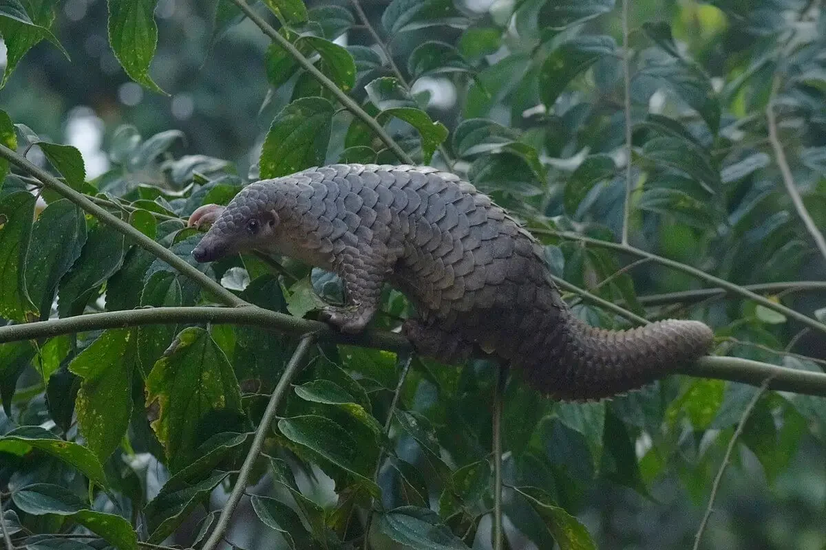 Malayan pangolin (Manis javanica) in the wild
