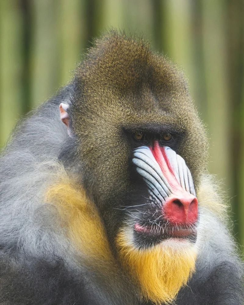 Mandril (Mandrillus sphinx) en libertad
