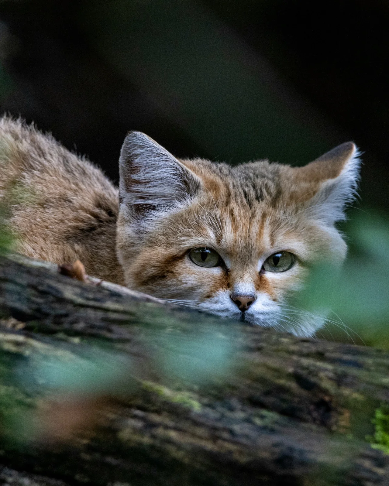 Gato de las arenas (Felis margarita) en libertad
