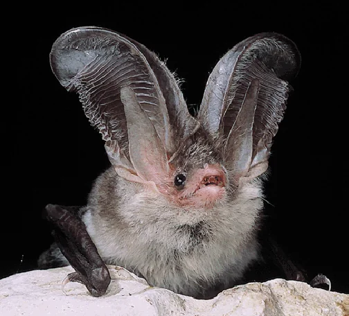 Sardinian long-eared bat (Plecotus sardus) in the wild