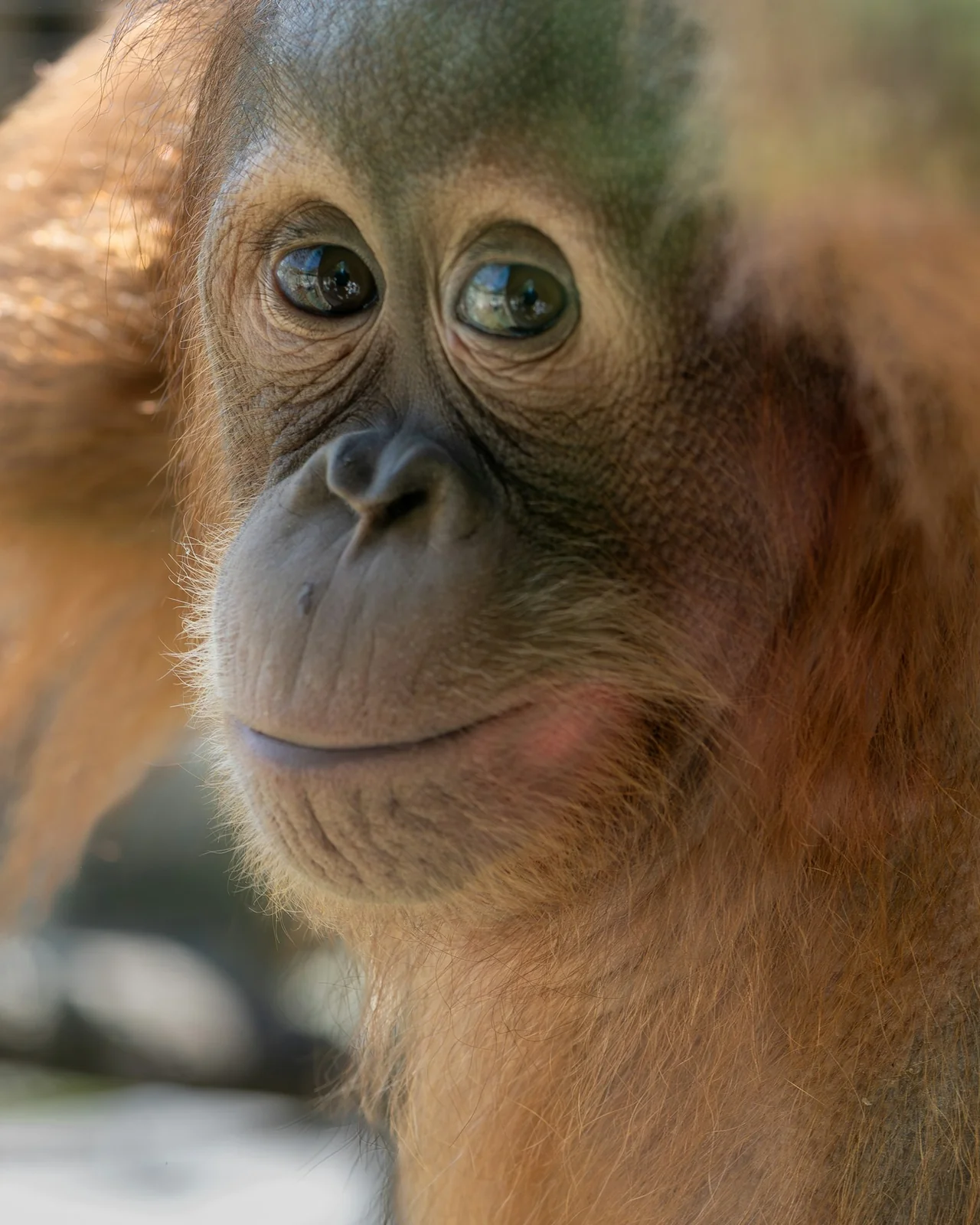 Sumatran orangutan (Pongo abelii) in the wild