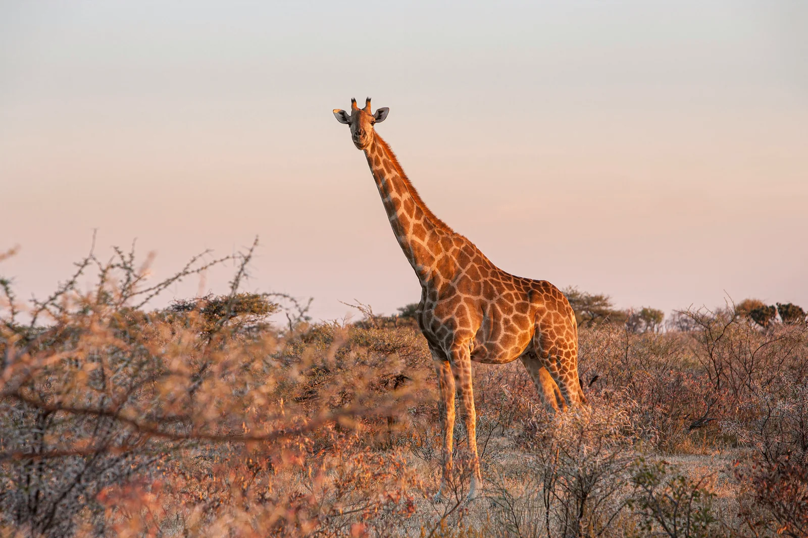 West African giraffe (Giraffa camelopardalis peralta) in the wild