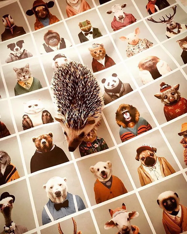 Zoo Portraits · archive 167 of 170